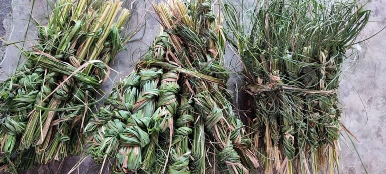 kushe Aushi in Nepali